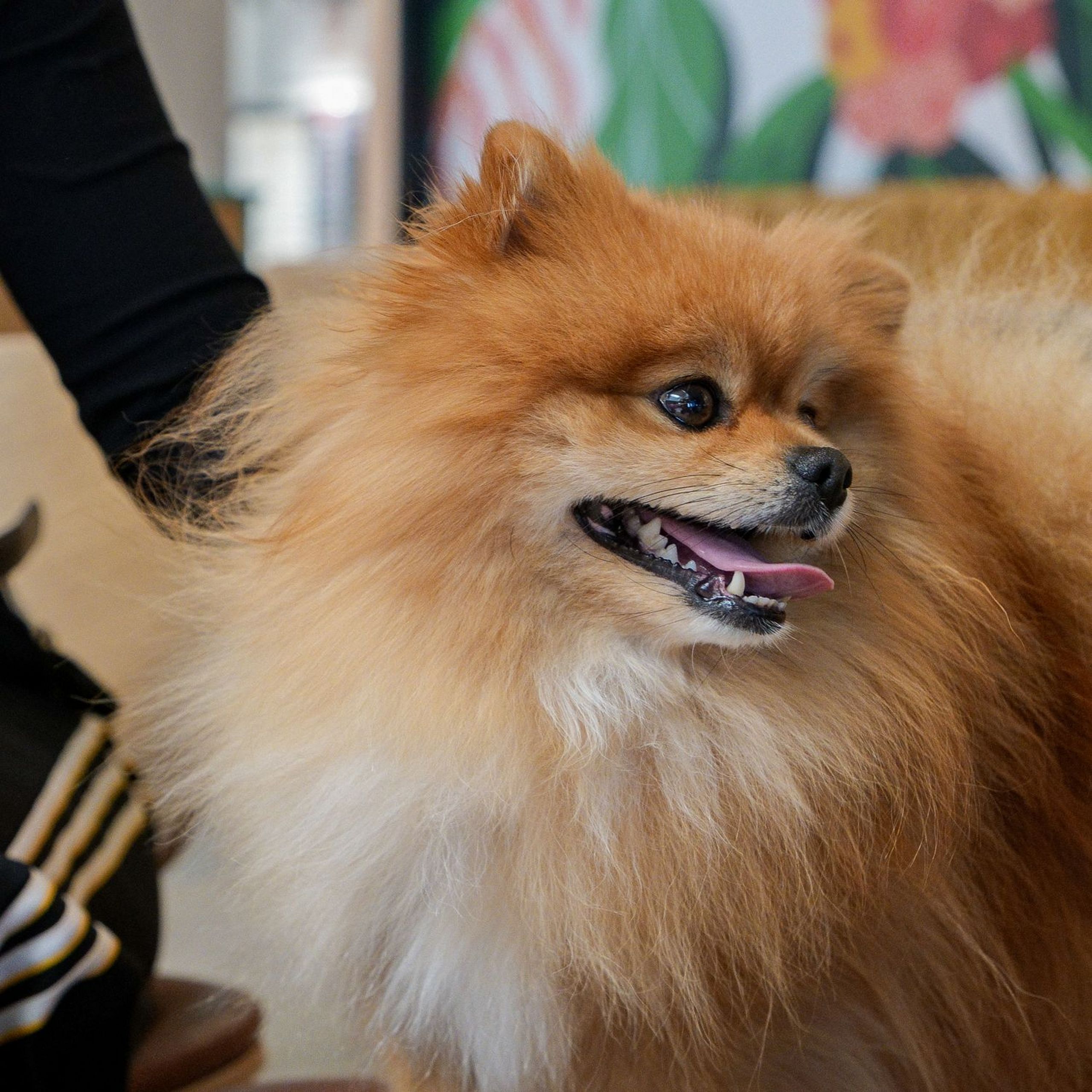 Dog image