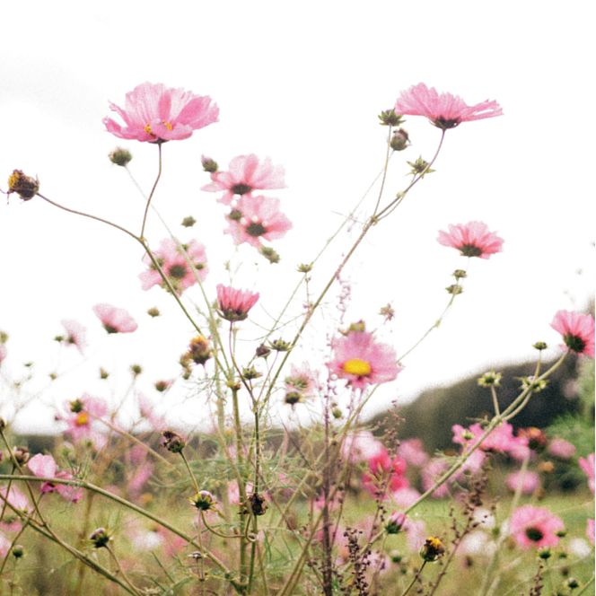 Pink flowers in a meadow on a sunny day