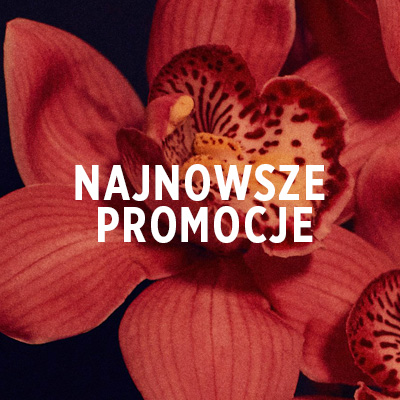 Czerwony kwiat na ciemnym tle z napisem: NAJNOWSZE PROMOCJE